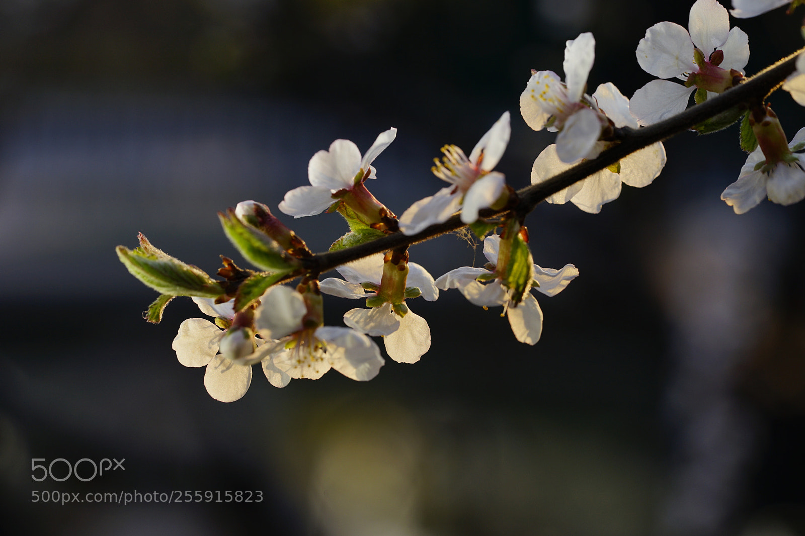 Sony a7 II sample photo. 花枝明媚 photography