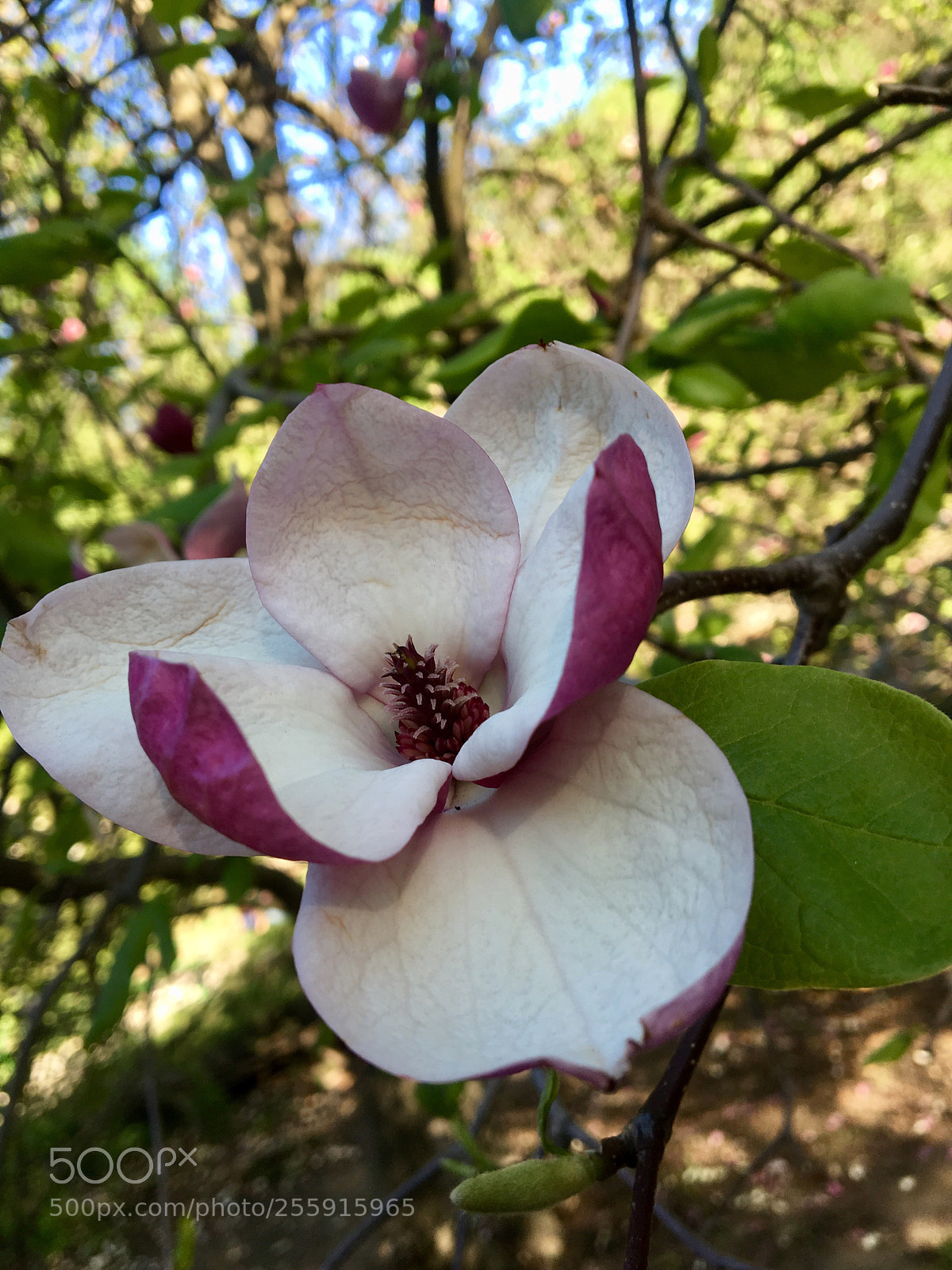 Apple iPhone 6s sample photo. Magnolia  photography