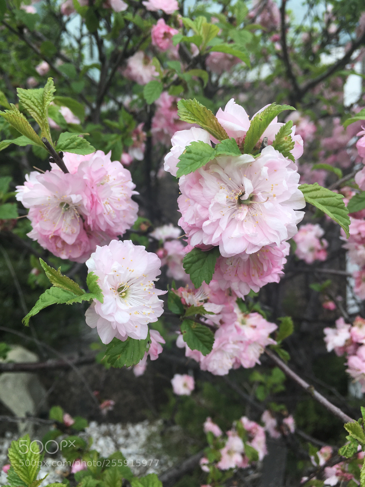 Apple iPhone SE sample photo. *** photography