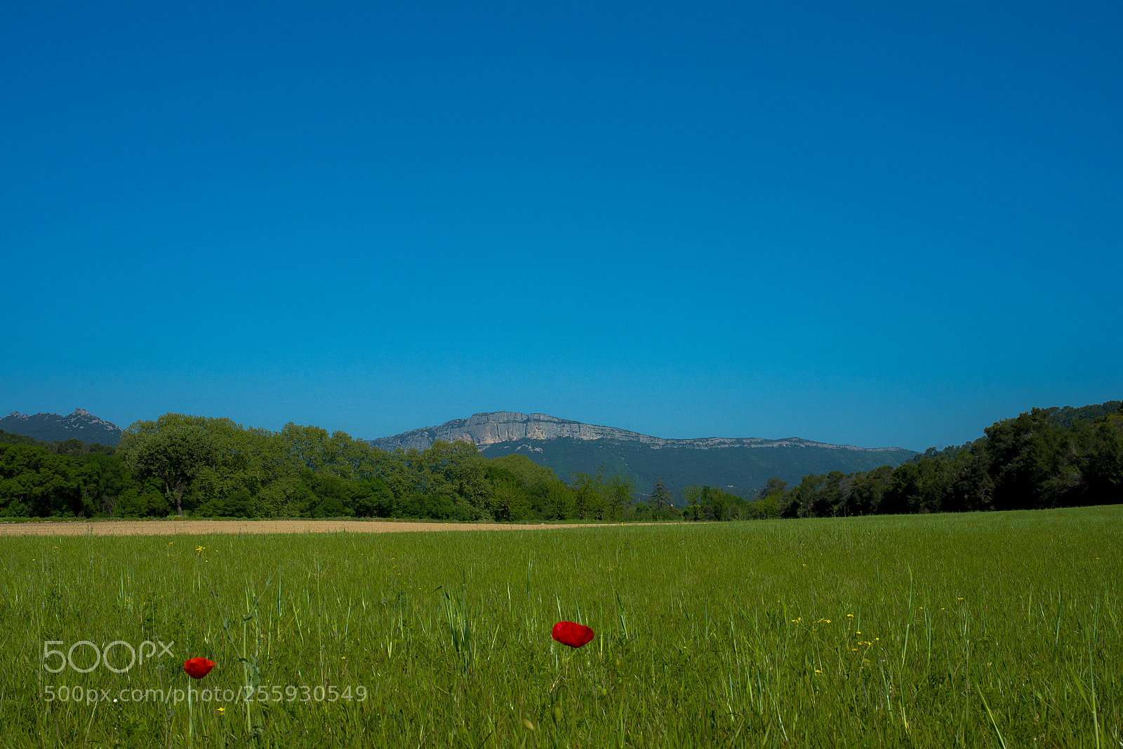 Nikon D750 sample photo. Spring green photography