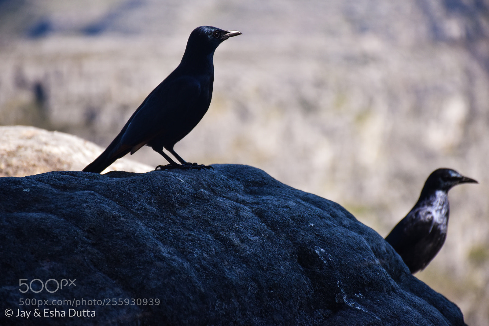 Nikon D5500 sample photo. The watchful couple photography