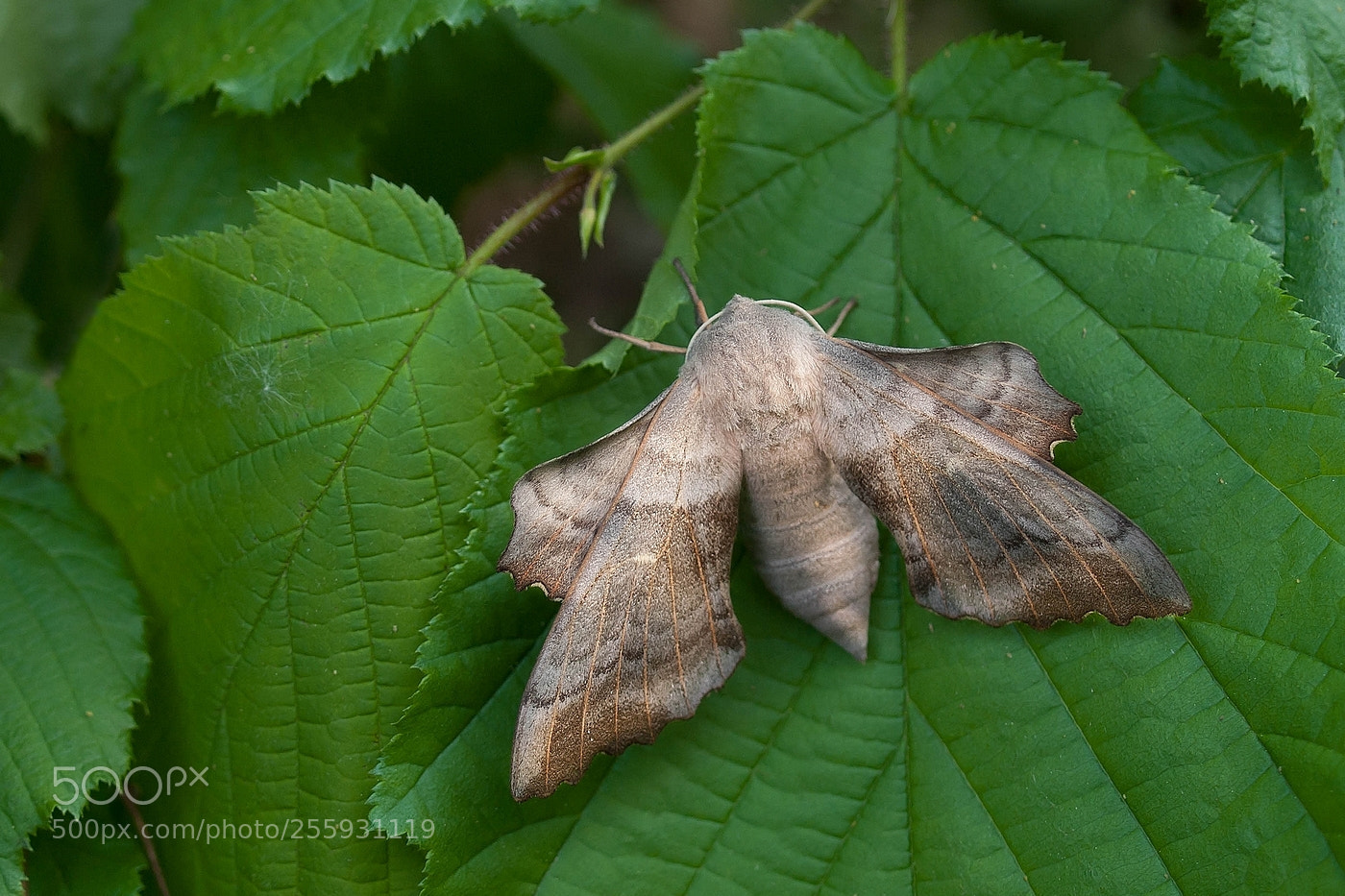 Olympus E-3 sample photo. Laothoe populi  ( poplar hawk-moth ) photography