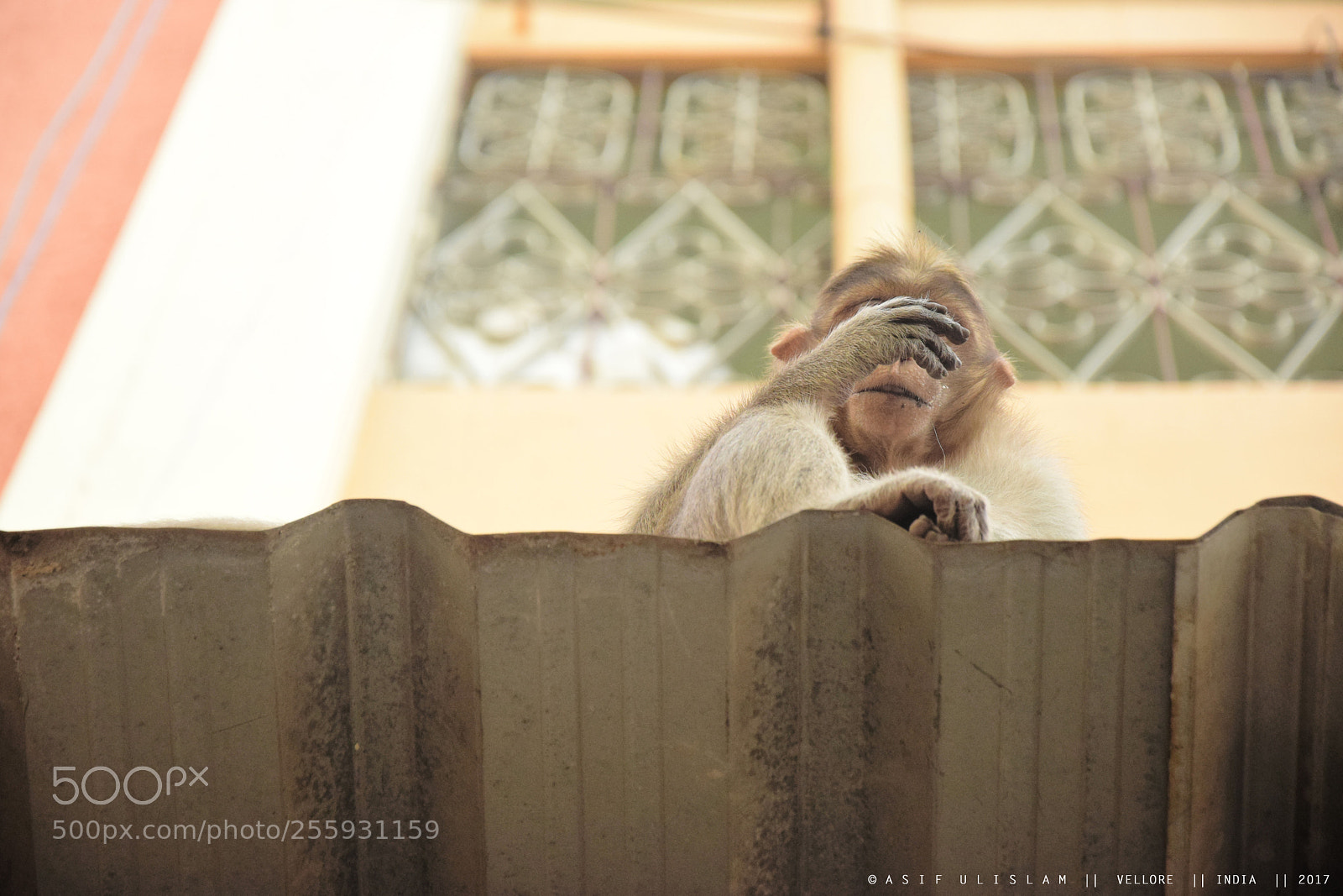 Nikon D3300 sample photo. Monkey sitting in the photography