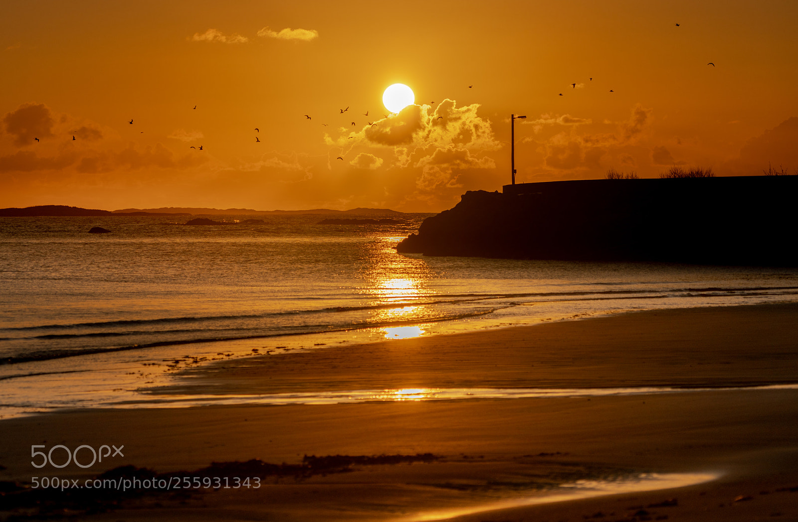 Sony a7R II sample photo. A flock of seagulls photography