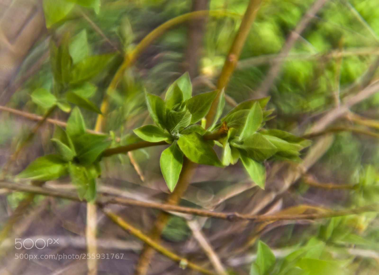 Nikon D3100 sample photo. Green spring photography