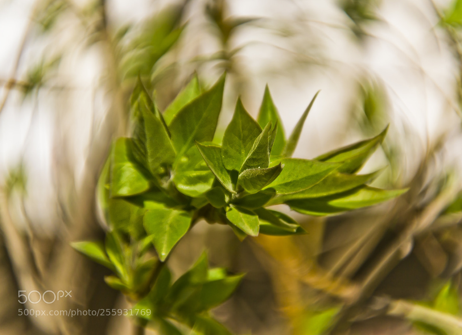 Nikon D3100 sample photo. Green spring photography