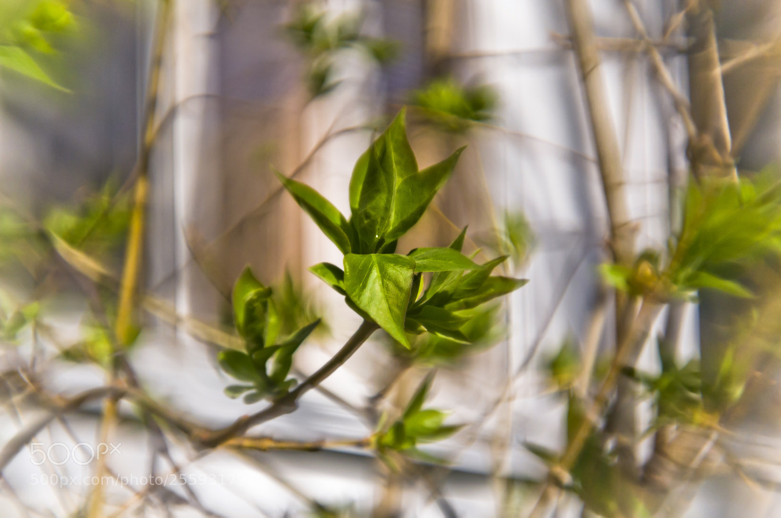Nikon D3100 sample photo. Green spring photography