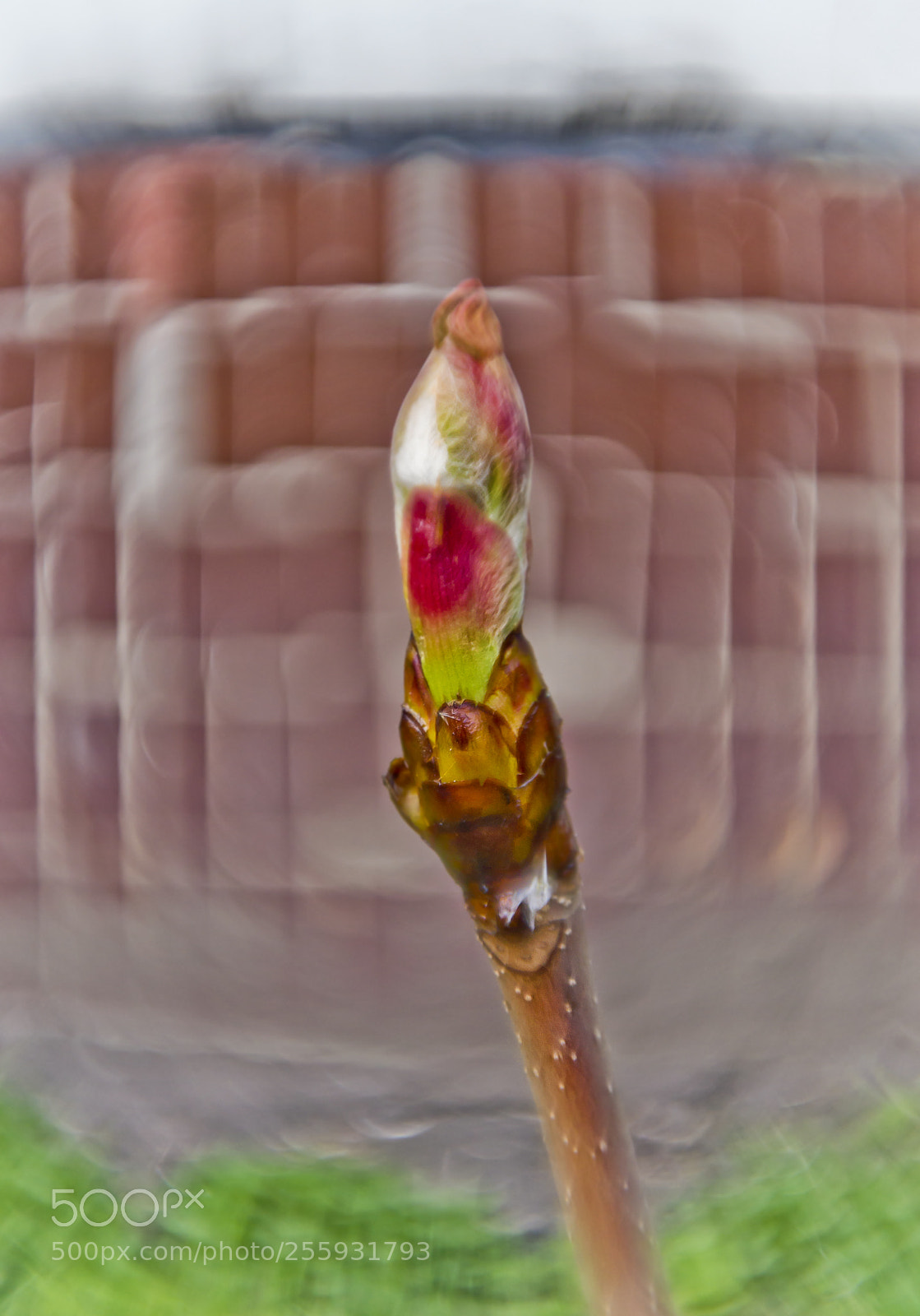 Nikon D3100 sample photo. Green spring photography