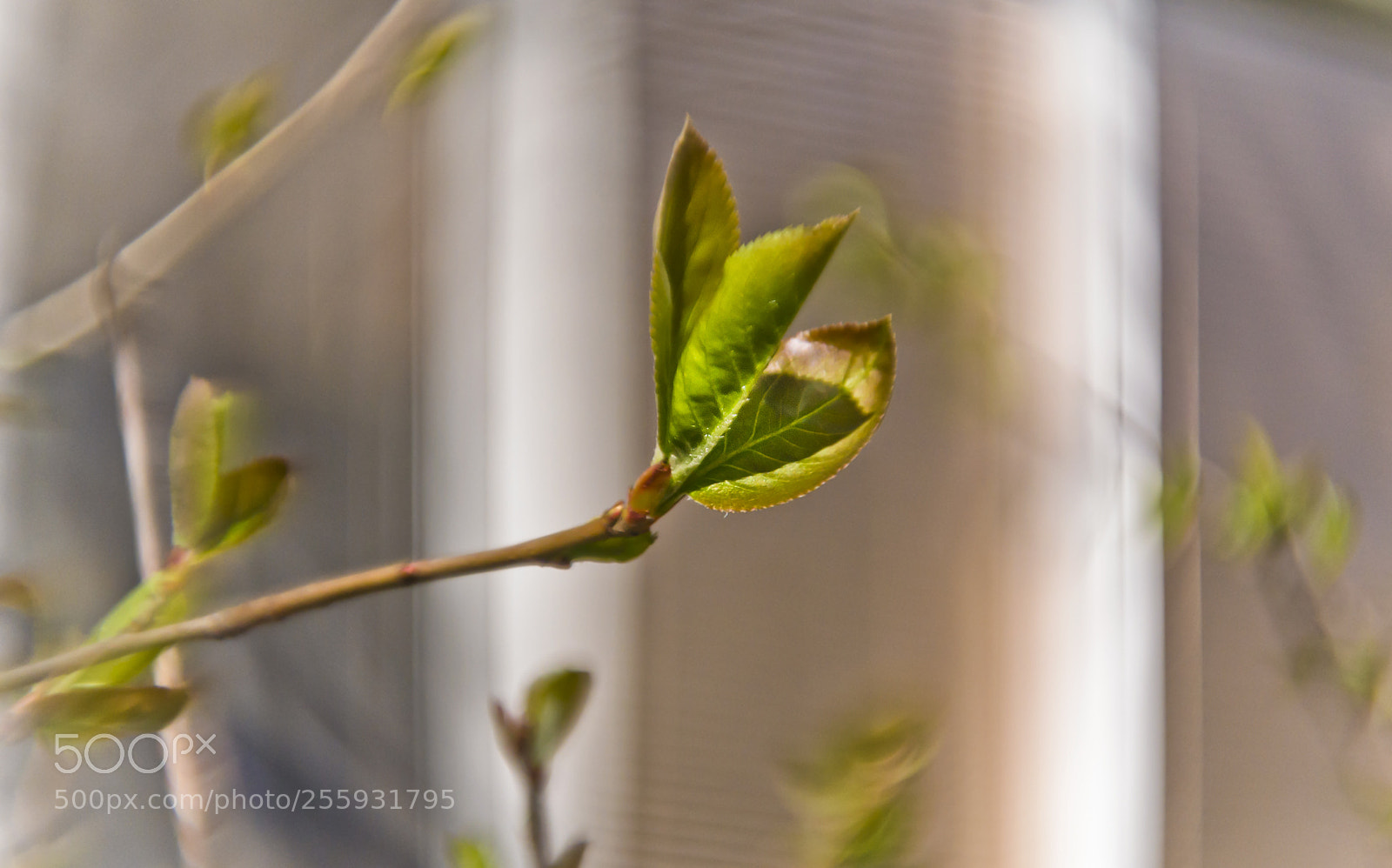 Nikon D3100 sample photo. Green spring photography