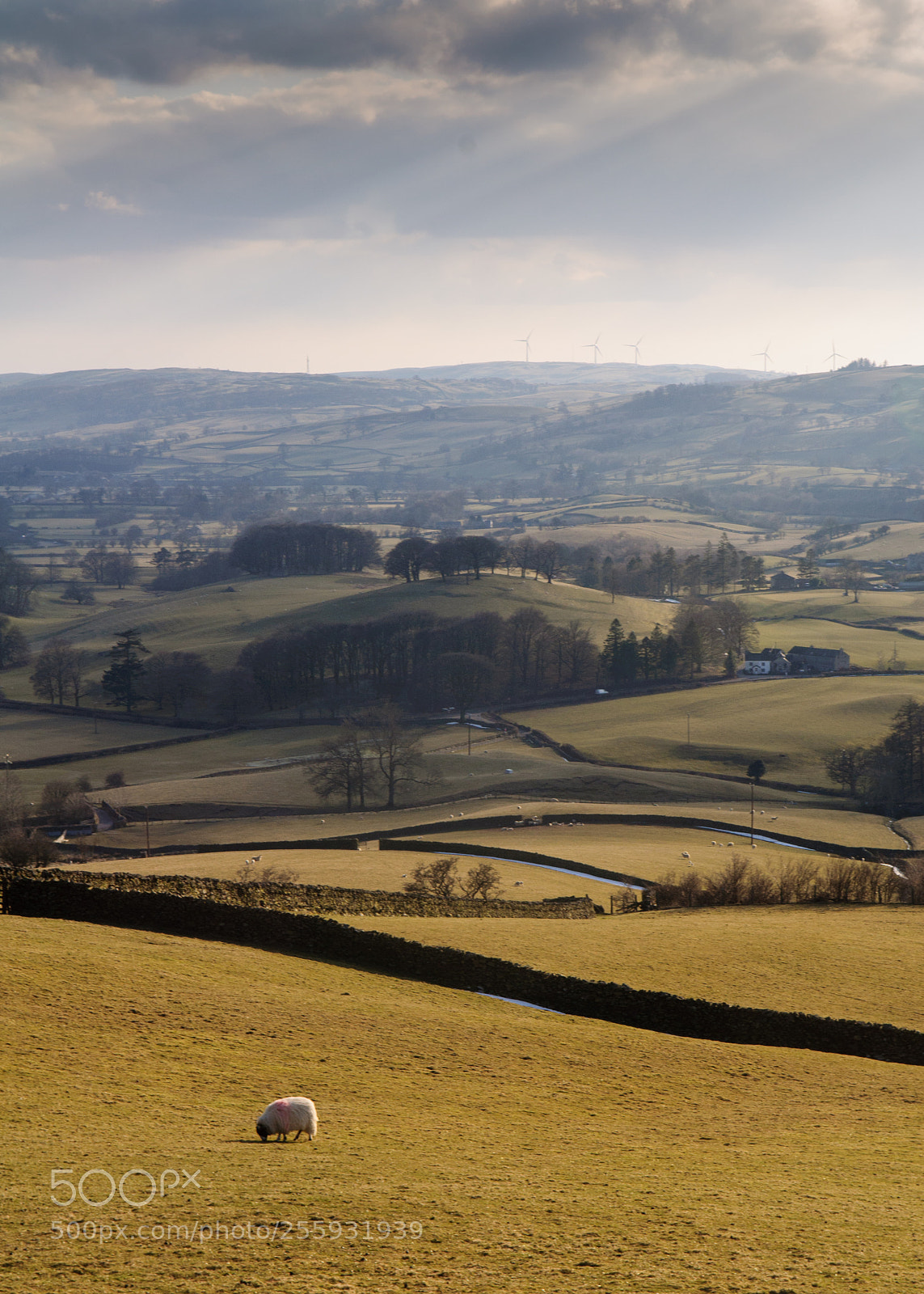 Nikon D90 sample photo. Sheep in cumbria's lune photography