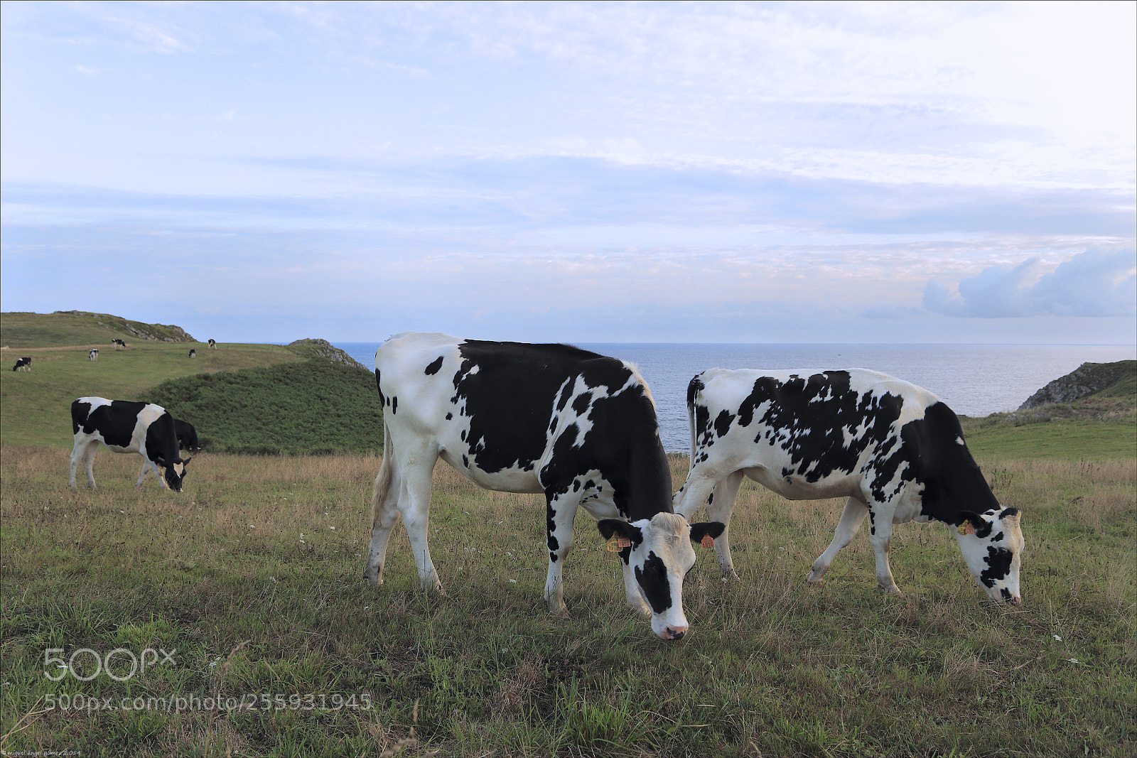 Canon EOS 6D sample photo. 2014_prellezo_cow 01 photography