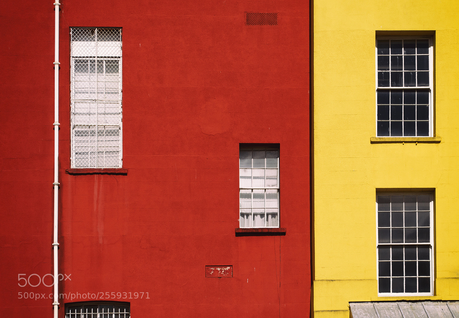 Nikon D5100 sample photo. Bicolor photography