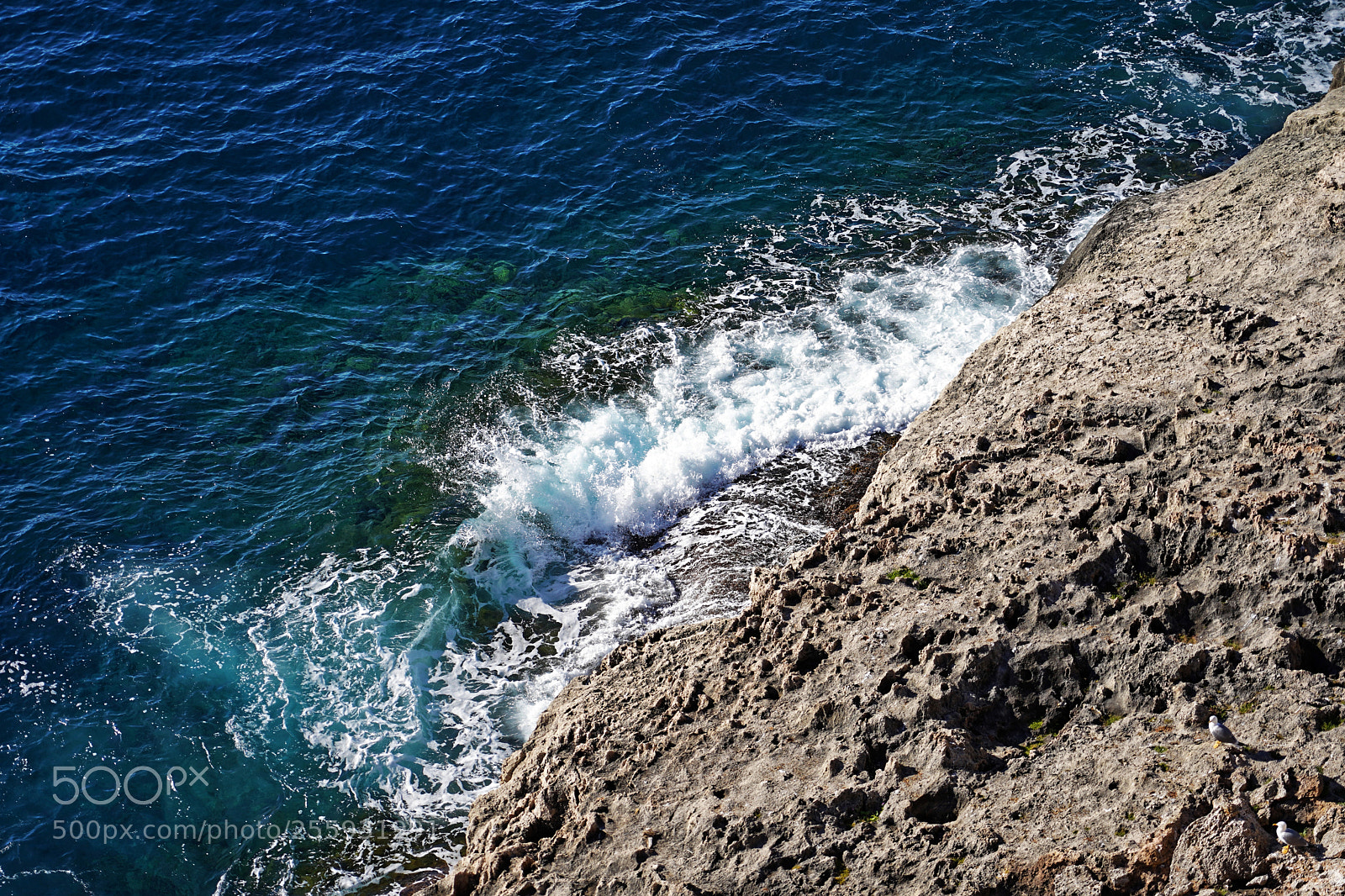 Sony a7 III sample photo. Seagulls on the rocks photography