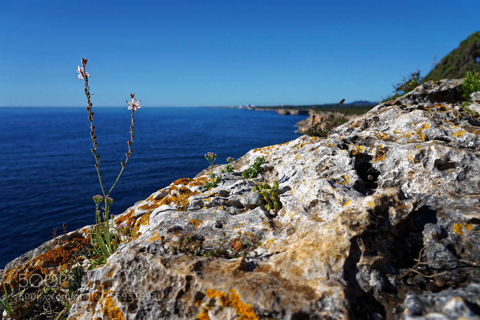 Sony a7 III sample photo. Flower on the rocks photography