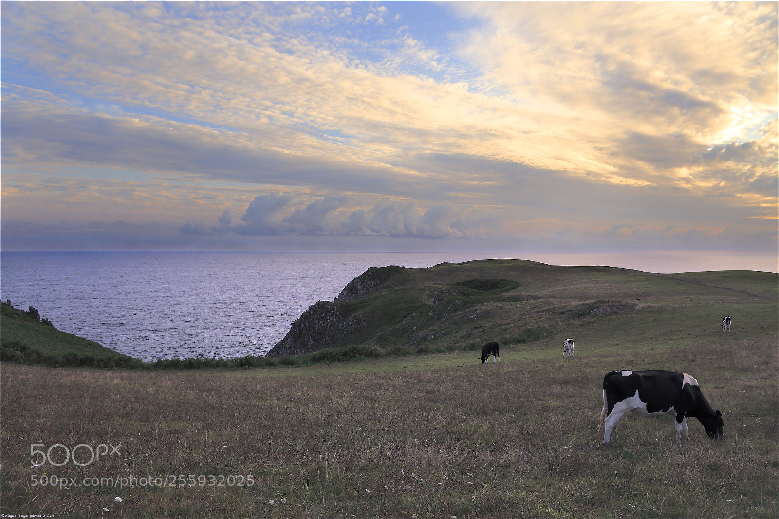 Canon EOS 6D sample photo. 2014_prellezo_cow 02 photography