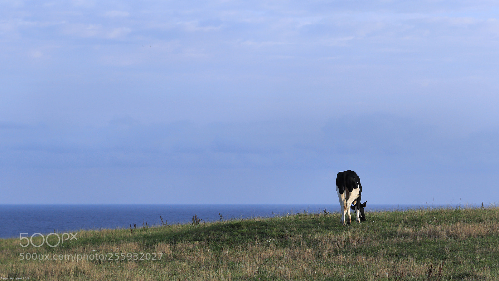 Canon EOS 6D sample photo. 2014_prellezo_cow 03 photography