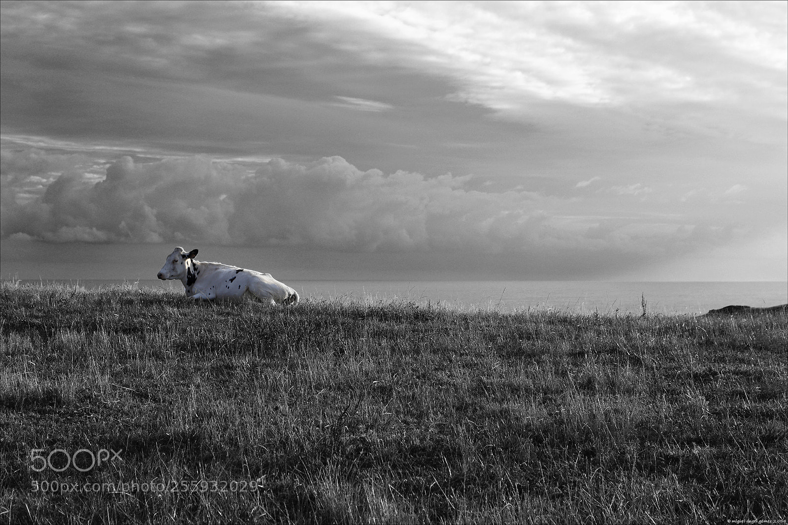 Canon EOS 6D sample photo. 2014_prellezo_cow 05 photography