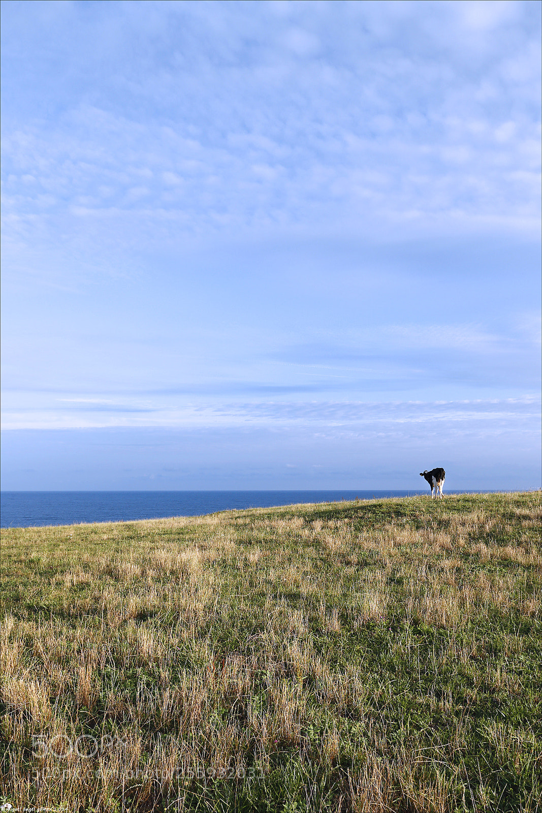 Canon EOS 6D sample photo. 2014_prellezo_cow 04 photography