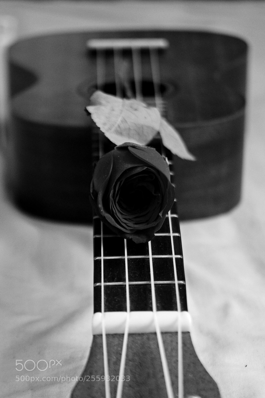 Canon EOS 60D sample photo. **** photography