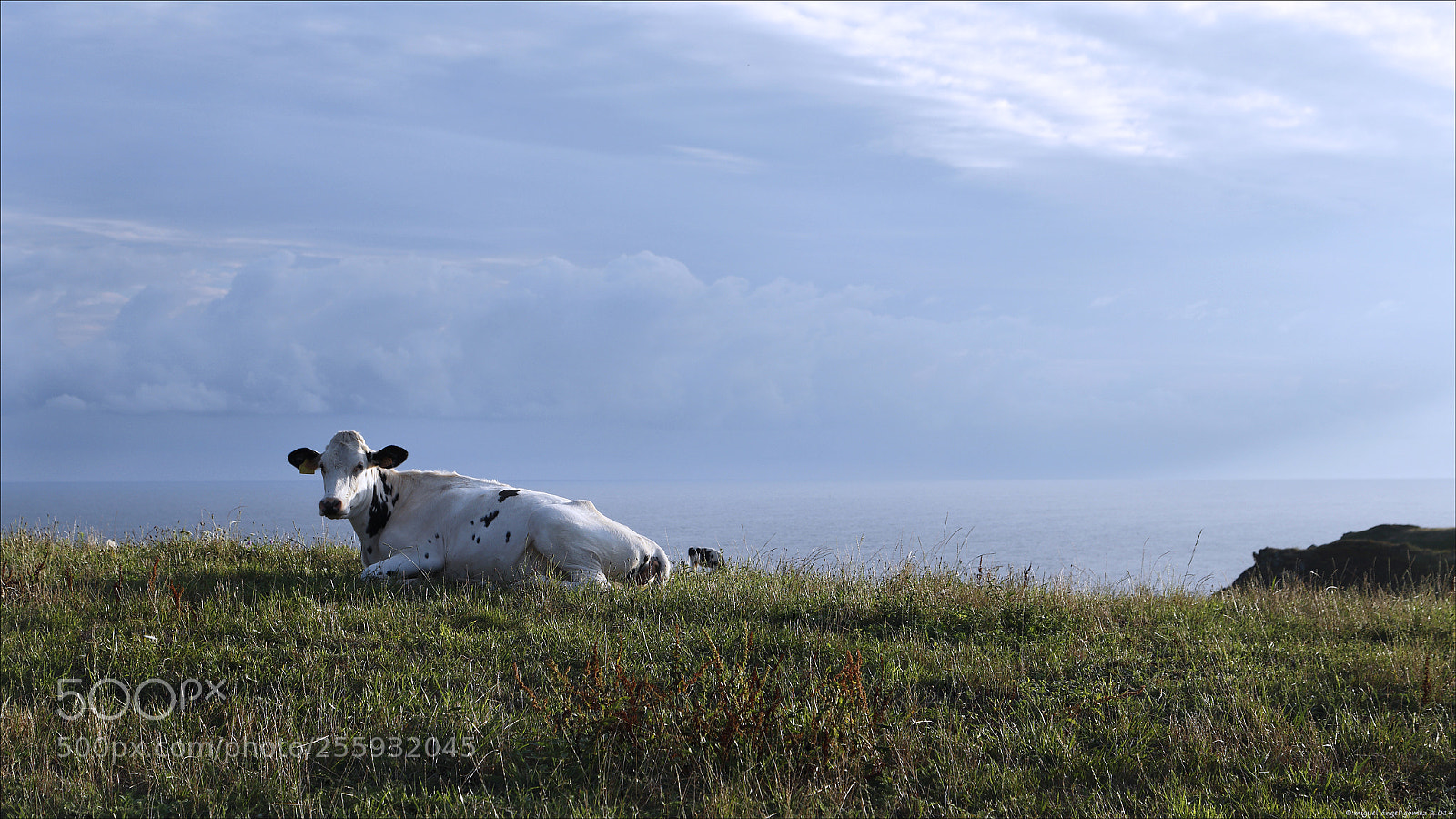 Canon EOS 6D sample photo. 2014_prellezo_cow 06 photography