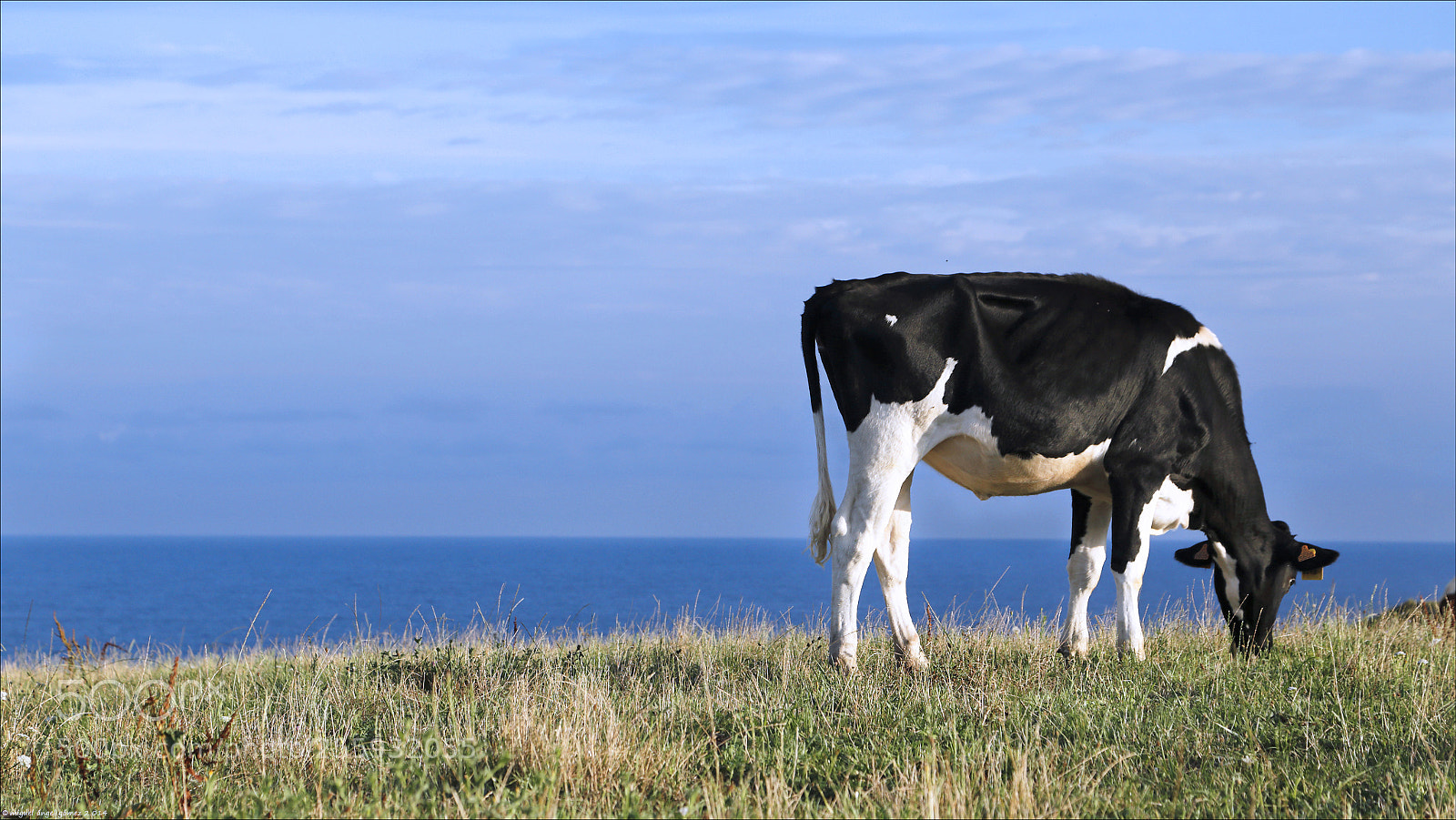 Canon EOS 6D sample photo. 2014_prellezo_cow 07 photography