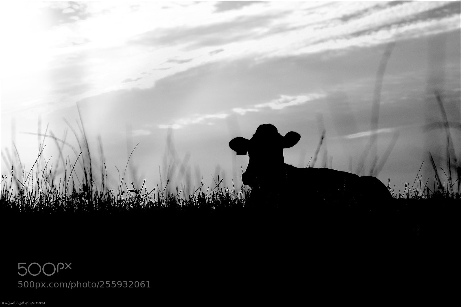 Canon EOS 6D sample photo. 2014_prellezo_cow 08 photography