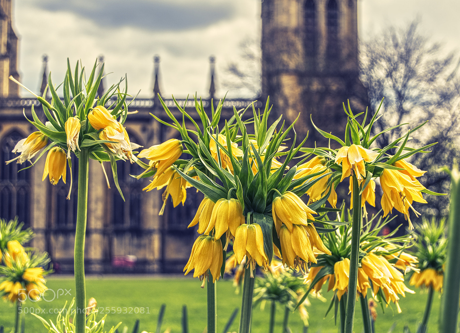 Nikon D3300 sample photo. Flowers & stones photography