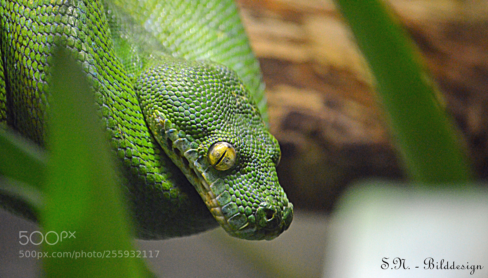 Nikon D5100 sample photo. Look into my eyes...... photography