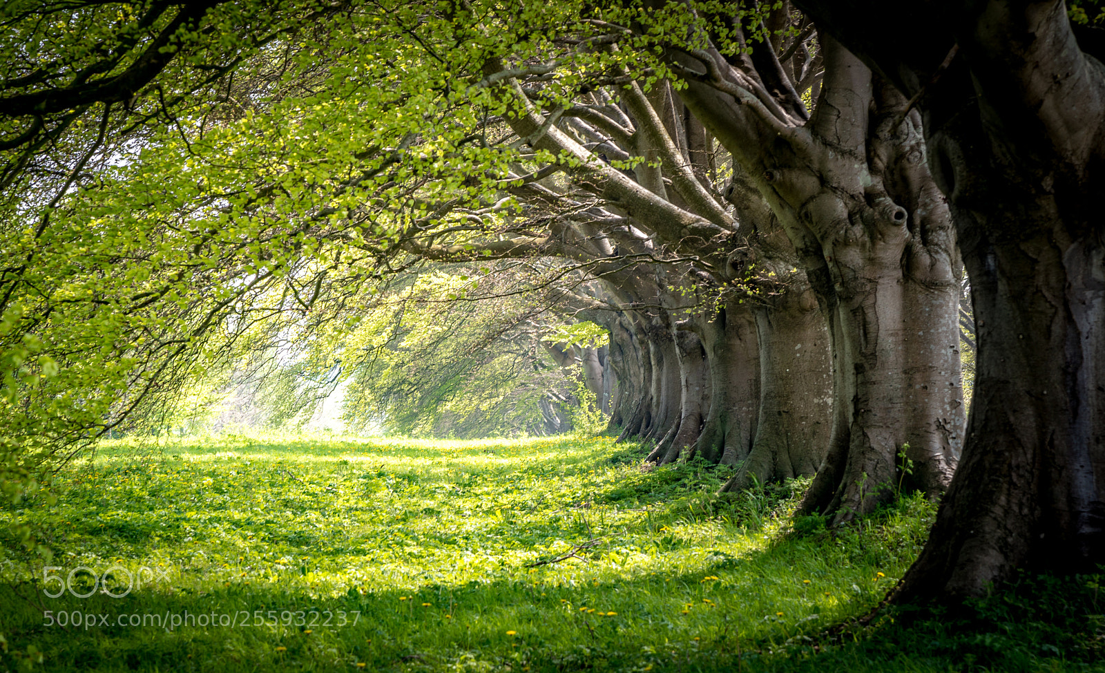 Nikon D750 sample photo. Under the arches photography