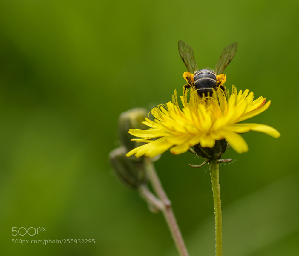 Nikon D610 sample photo. Untitled photography