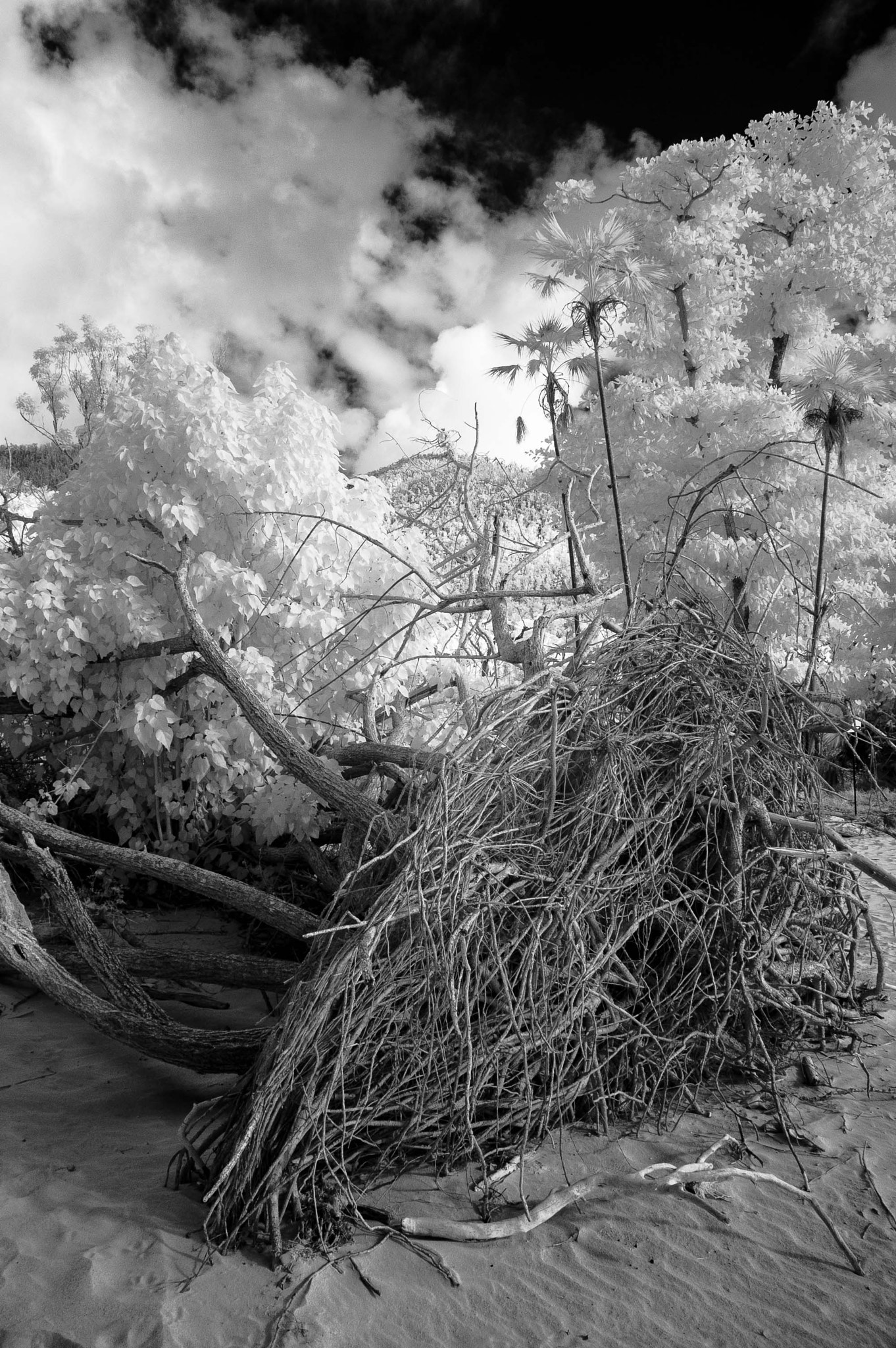 Nikon D100 sample photo. Uprooted photography
