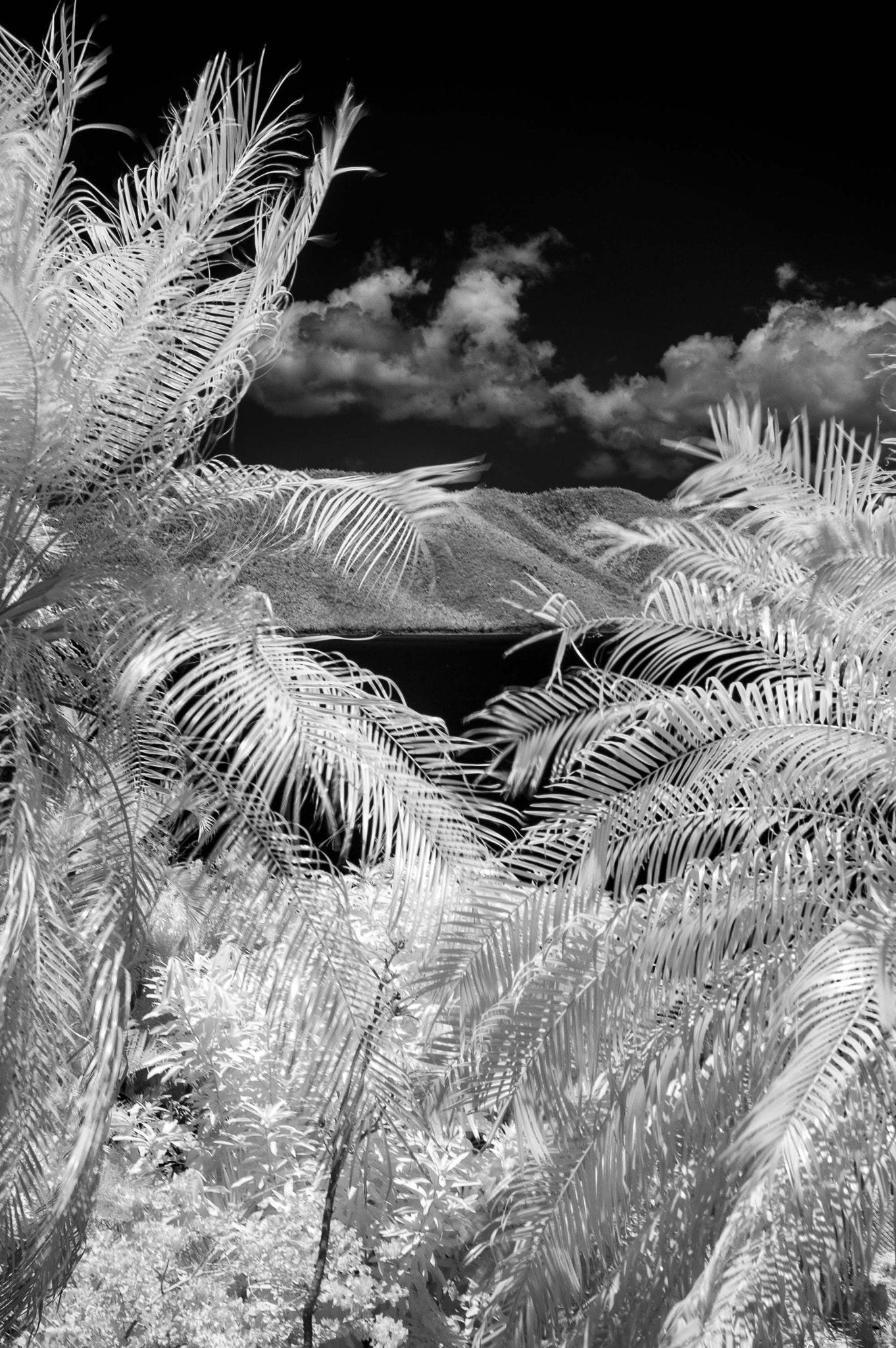 Nikon D100 sample photo. Through the palm trees over the hill photography