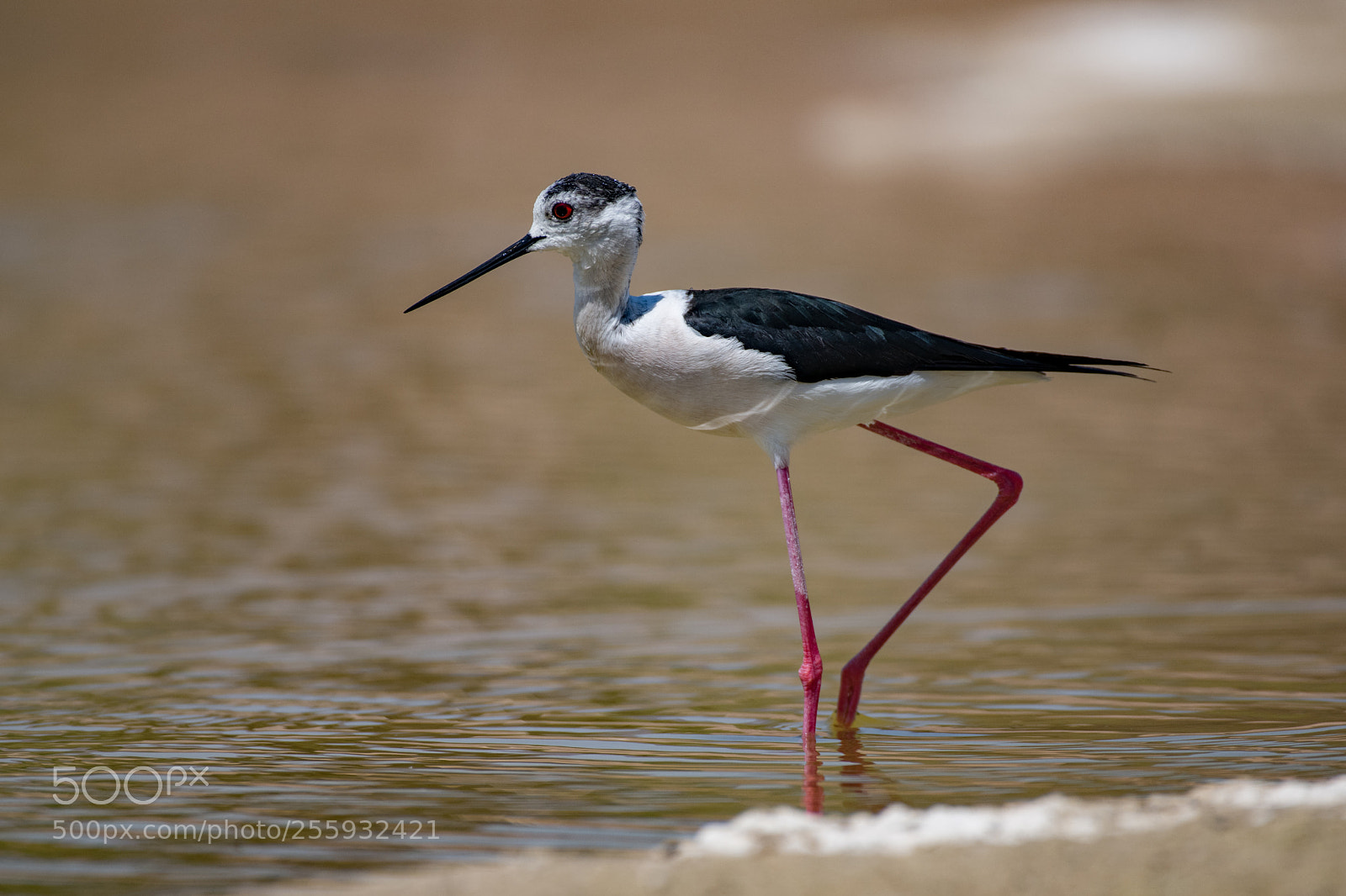 Nikon D850 sample photo. Black-winged stilt photography