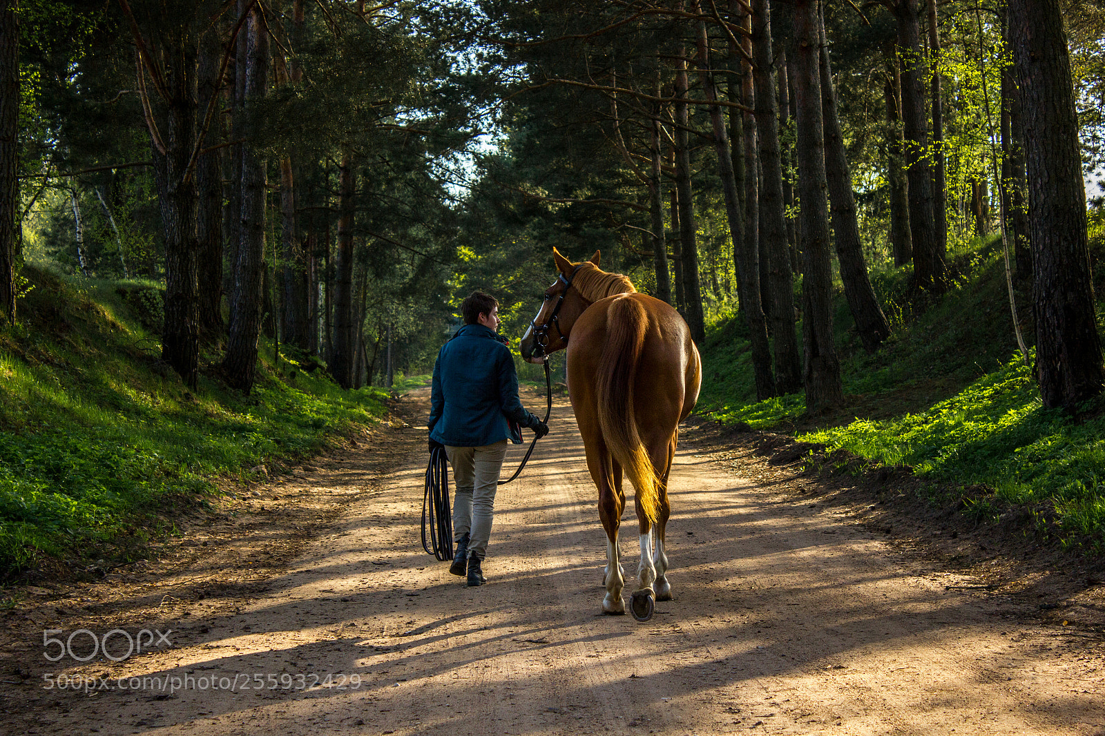 Canon EOS 550D (EOS Rebel T2i / EOS Kiss X4) sample photo. Human and a horse photography