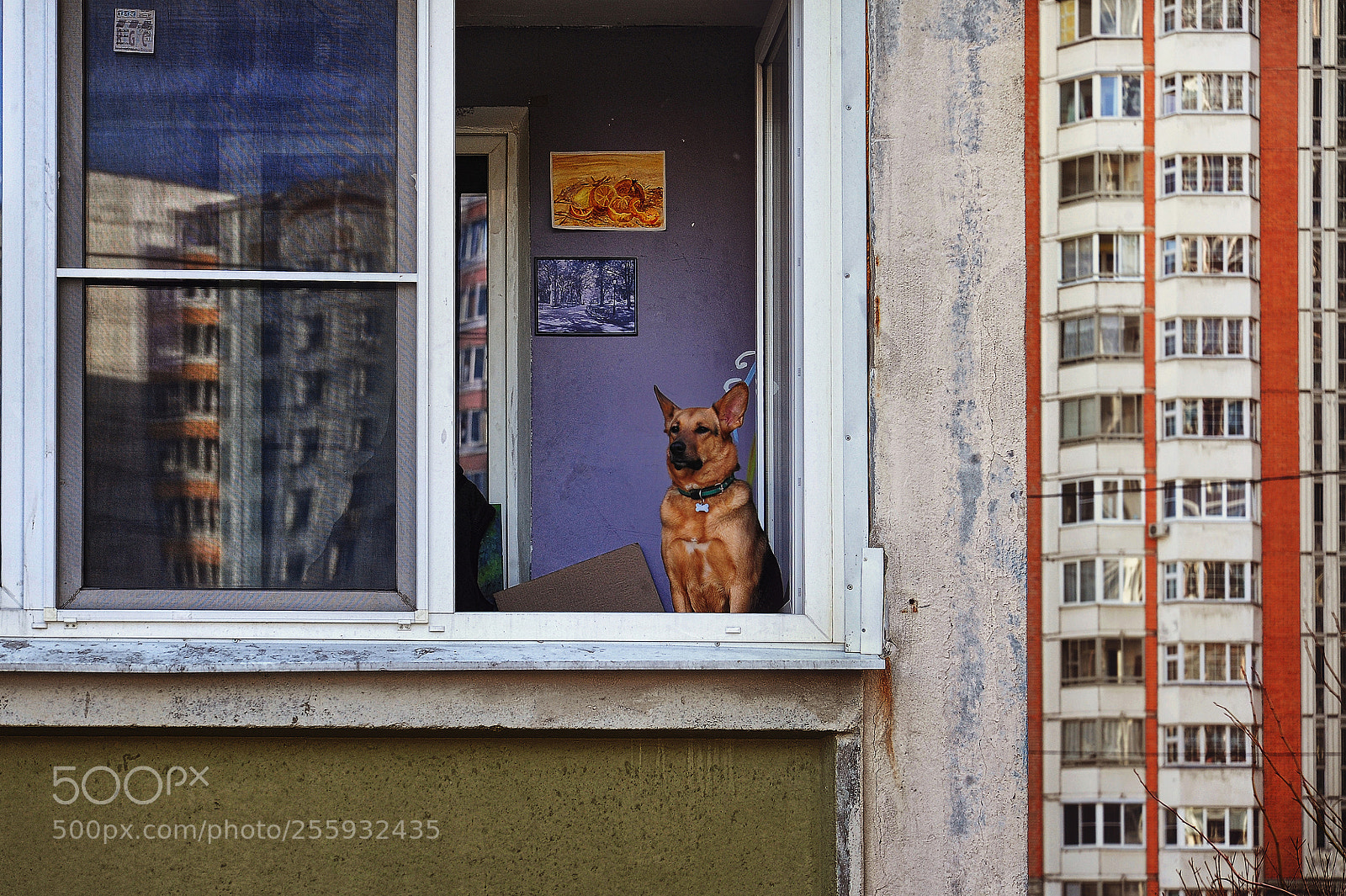 Nikon D700 sample photo. Dog in the block photography