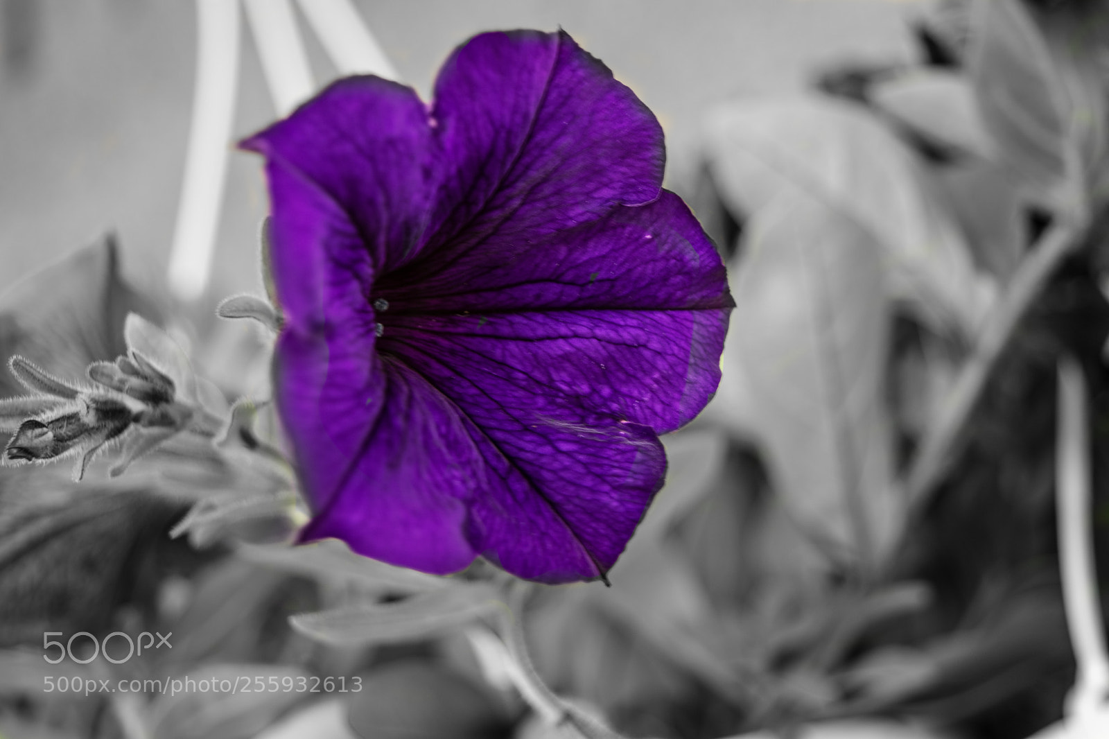 Nikon D3400 sample photo. Vantage point photography