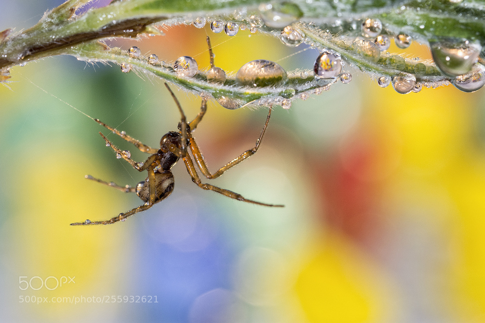 Nikon D7200 sample photo. Spider photography