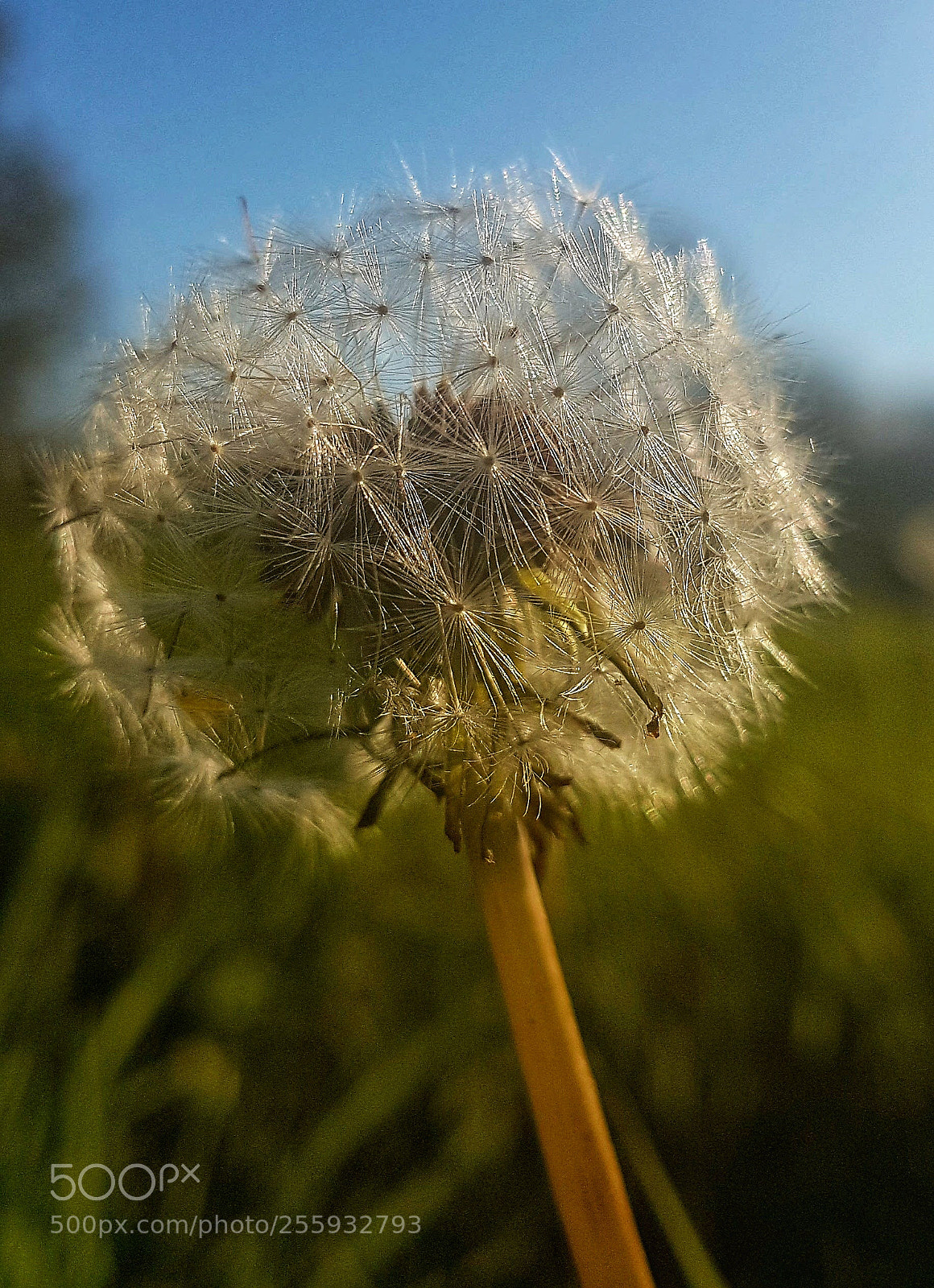 Samsung Galaxy S7 Edge sample photo. Make a wish! photography