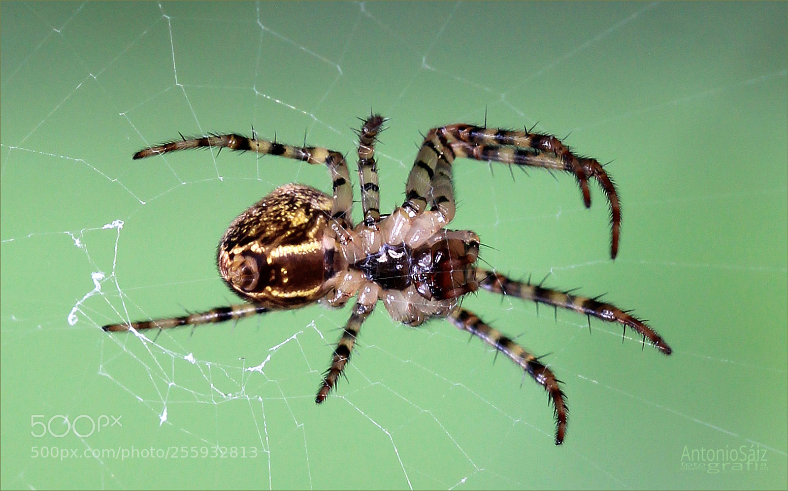 Canon EOS 600D (Rebel EOS T3i / EOS Kiss X5) sample photo. Spider photography
