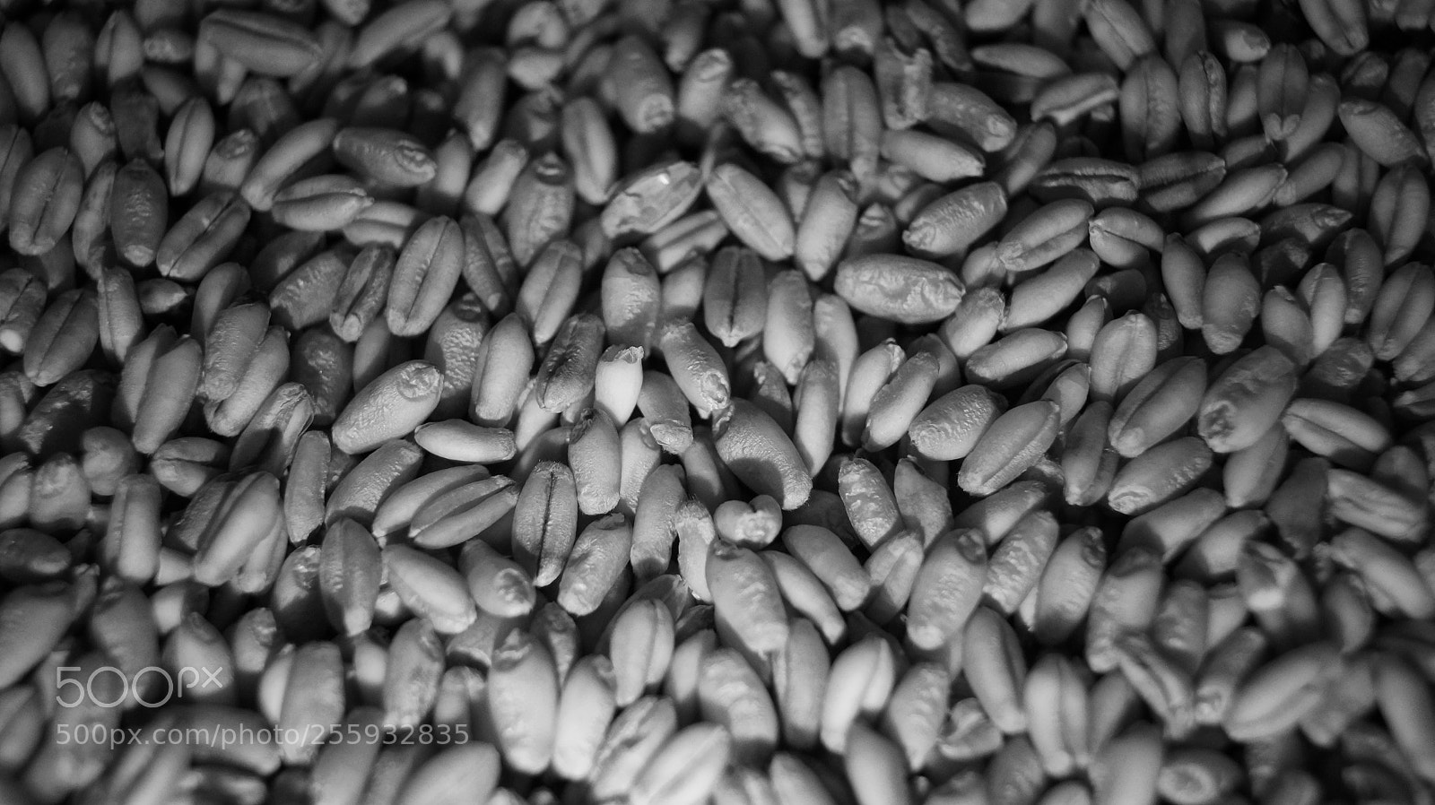 Sony SLT-A58 sample photo. Wheat grains photography