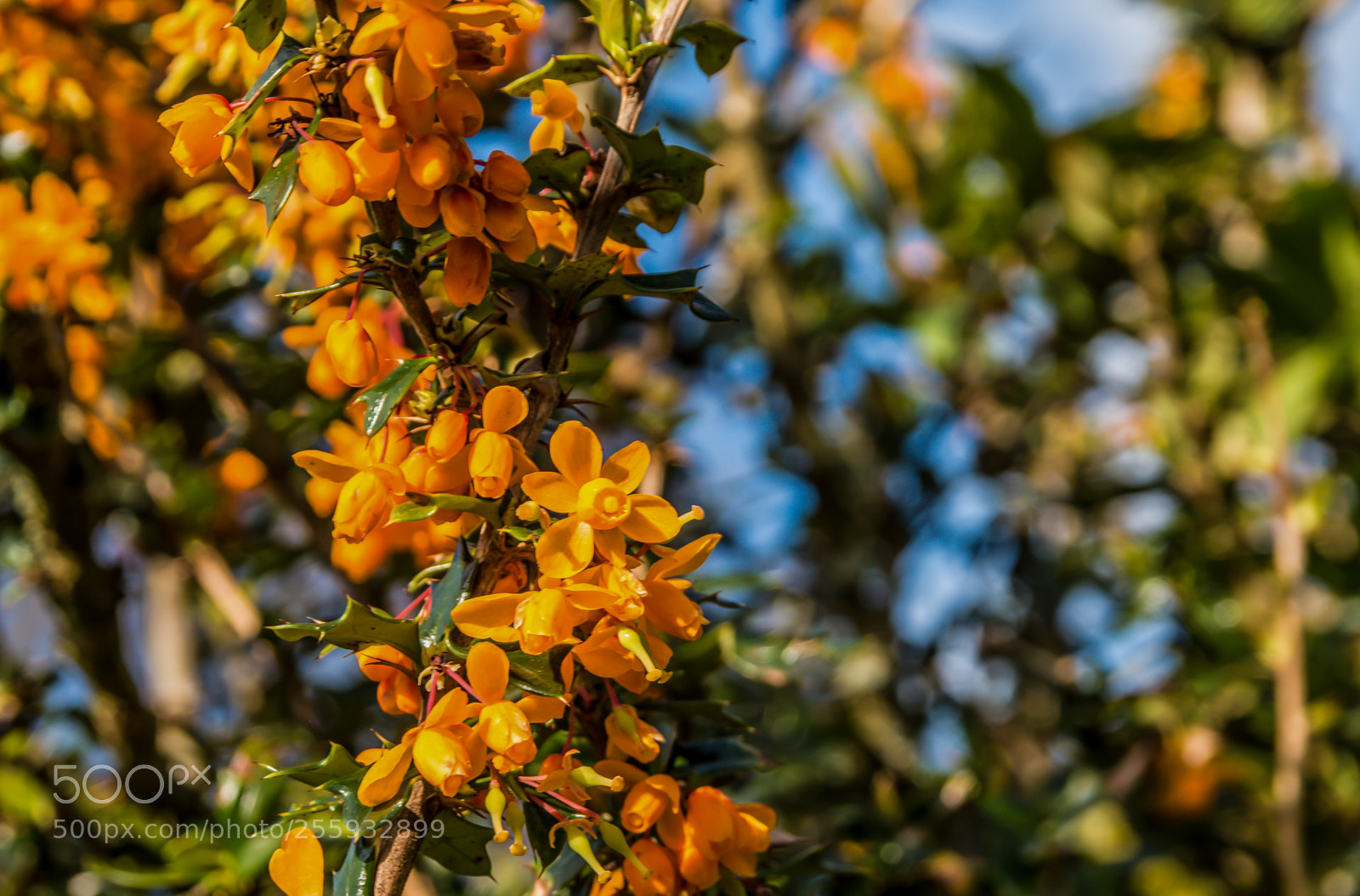 Canon EOS 70D sample photo. Orange flowers blue sky (1) photography