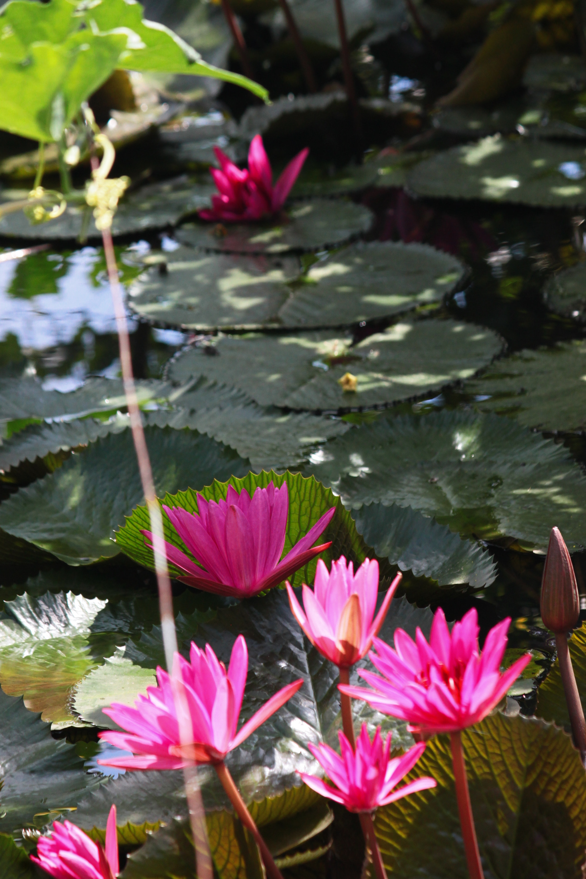 Canon EF-S 55-250mm F4-5.6 IS sample photo. Vm2012 photography