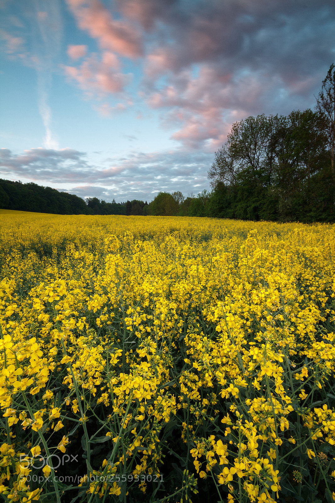 Canon EOS 650D (EOS Rebel T4i / EOS Kiss X6i) sample photo. Raps field sunrise photography