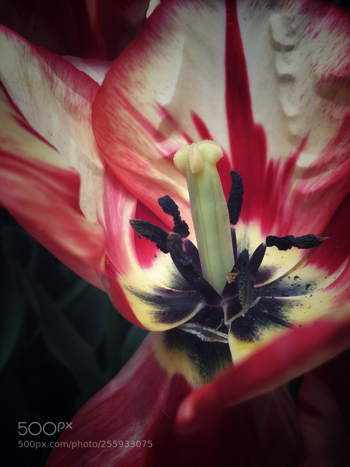Apple iPhone 6s sample photo. Untitled photography