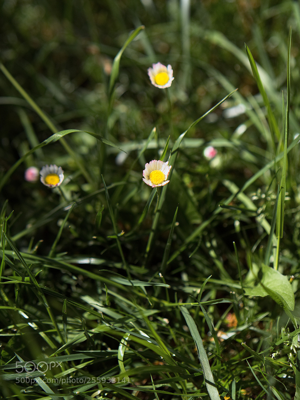 Panasonic Lumix DC-GH5 sample photo. Le printemps dans les photography