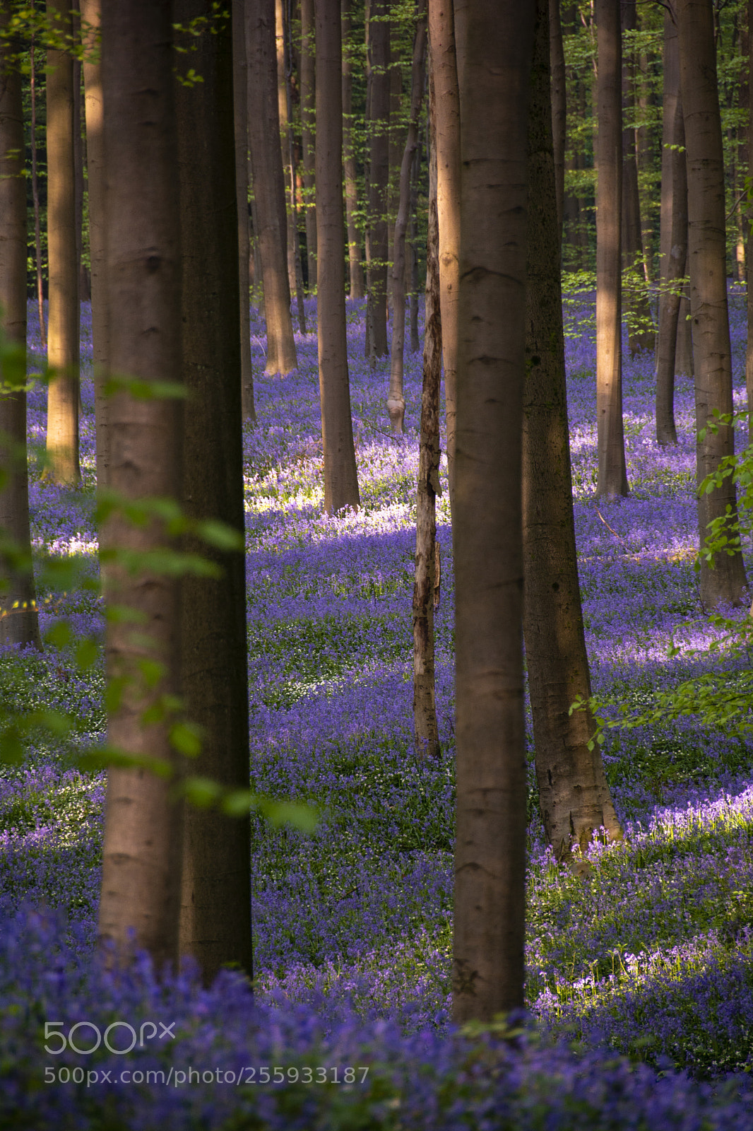 Nikon D7100 sample photo. Hallerbos, halle photography