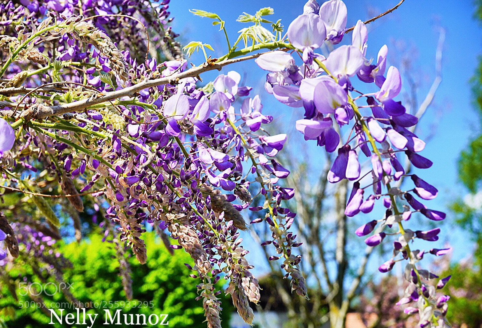 Sony a7 III sample photo. Glycines photography