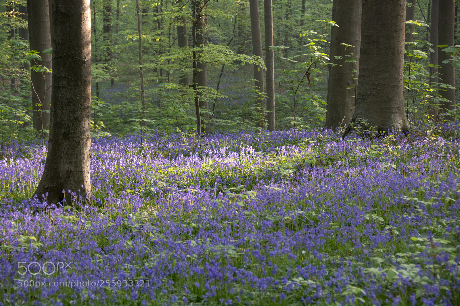 Nikon D7100 sample photo. Hallerbos, halle photography