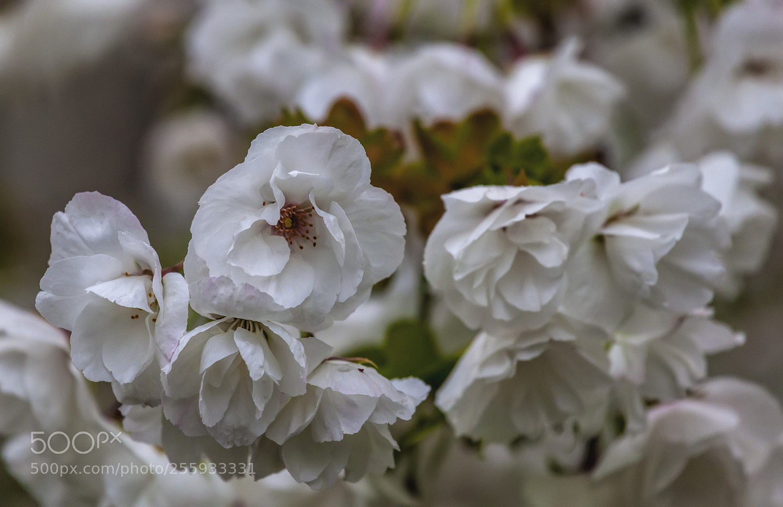 Canon EOS 5D Mark II sample photo. Cherry blossoms photography