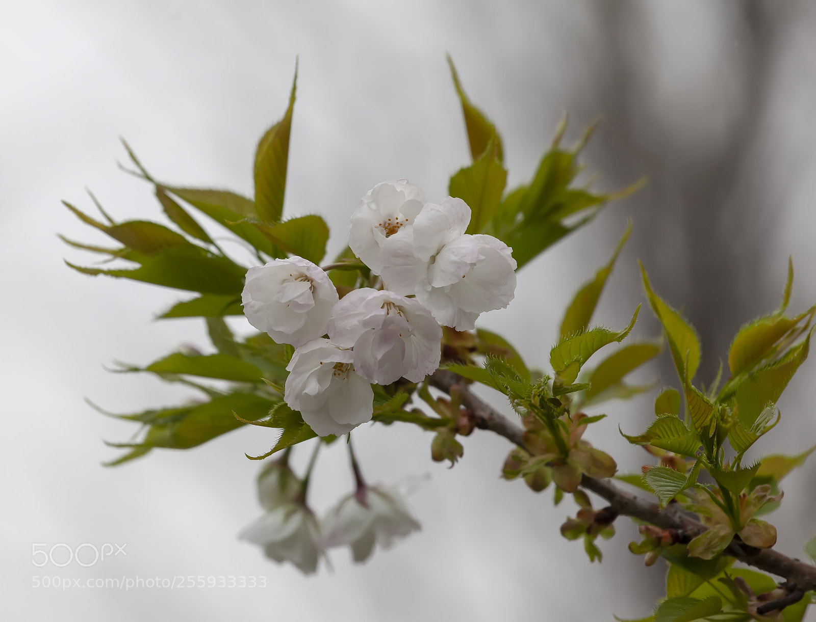 Canon EOS 5D Mark II sample photo. Cherry blossoms and raindrops photography
